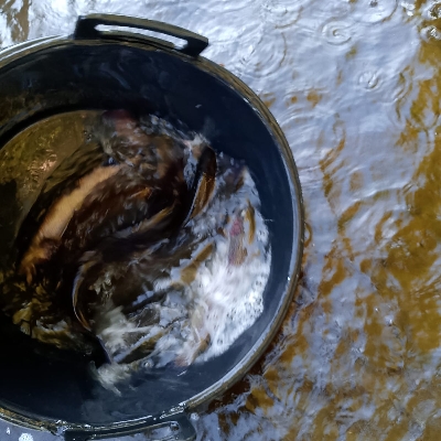 Vysazen ryb 1.9.2025